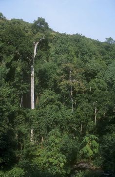 a tall tree in the middle of a forest