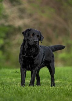 a black dog standing on top of a lush green field