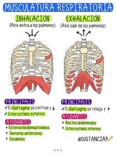 an image of the muscles and their corresponding functions in spanish language, with caption below