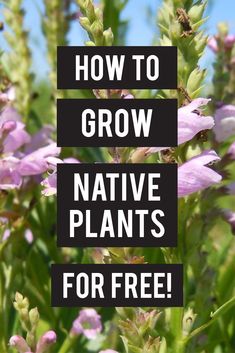 the words how to grow native plants for free are in front of a background of purple flowers