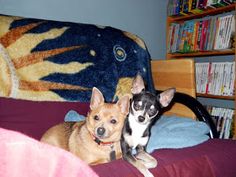 two small dogs laying on top of a bed in a room with bookshelves