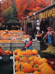 there are many pumpkins on display at the farm