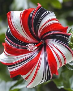 a red, white and black flower with green leaves