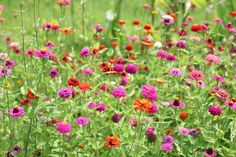 many different colored flowers in a field