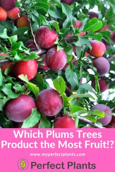 plums on the tree with text which plums trees produce the most fruit?