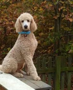 a poodle sitting on top of a wooden bench