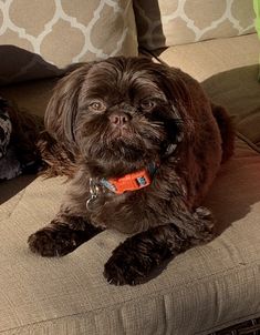 a brown dog laying on top of a couch