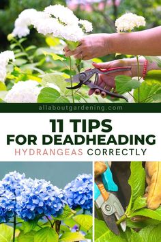 blue and white flowers with text overlay reading 11 tips for deadheading hydrangeas correctly