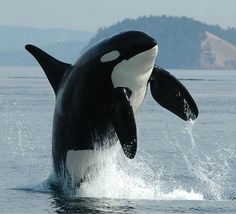 an orca jumping out of the water with it's front legs in the air