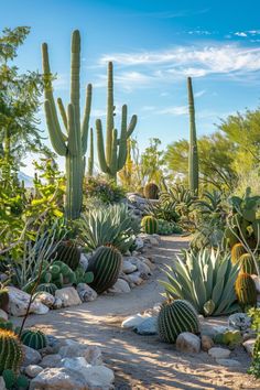 many different types of cactus plants in the dirt and rocks near each other on a sunny day