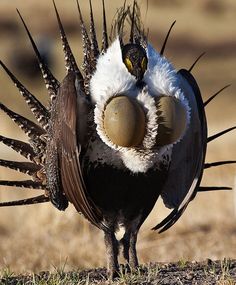 a close up of a bird on the ground