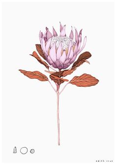 a drawing of a pink flower on a white background