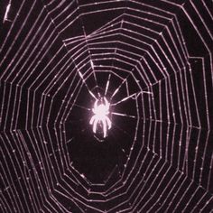 a spider crawling in its web at night