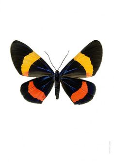 an orange, black and yellow butterfly on a white background