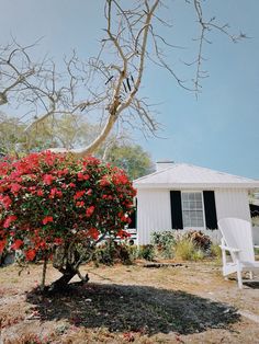 a tree with red flowers in front of a white house and lawn chair next to it