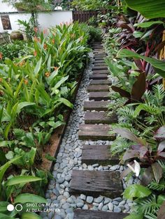 a garden with lots of plants and rocks