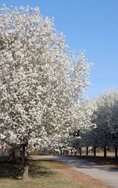 a tree with white flowers in the middle of a road and trees lining both sides