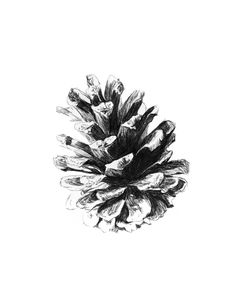 a black and white drawing of a pine cone on a white background with the words,