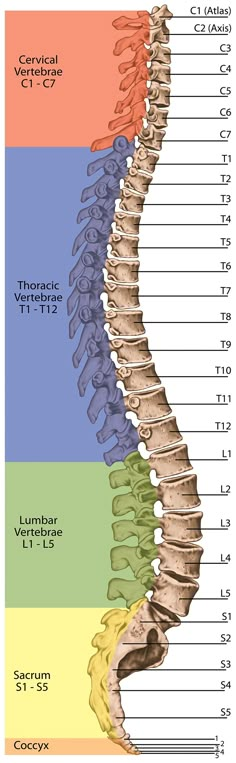 an image of the bones and their major functions in human anatomy, with different colors