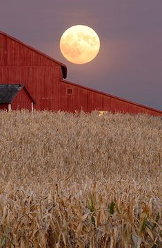 the full moon is setting over a red barn and corn field in front of it