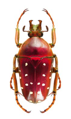 a red beetle with white spots on it's back legs and head, sitting in front of a white background