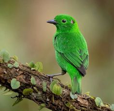 a green bird sitting on top of a tree branch