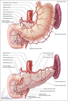 an image of the anatomy of the human body