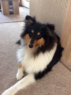 a black and white dog laying on the floor