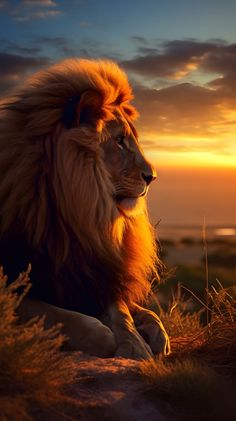 a lion sitting on top of a lush green field next to the ocean at sunset