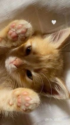 two kittens are laying down on the bed with their paws up and one is looking at the camera