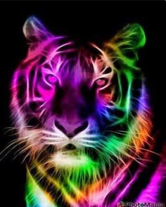 an image of a colorful tiger in the dark