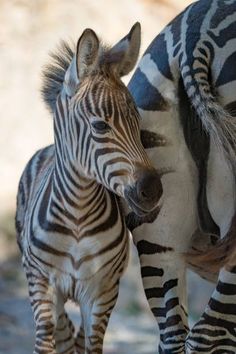 two zebras are standing next to each other