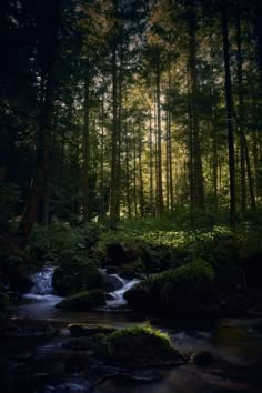 a stream running through a lush green forest