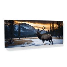 an elk standing in the snow at sunset