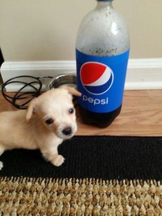 a puppy sitting on the floor next to a pepsi bottle