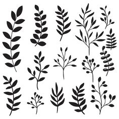 black and white silhouettes of different leaves on a white background stock photo, images and royalty