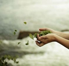 a person is holding some leaves by the water