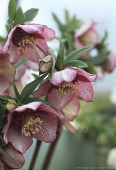 pink flowers with green leaves in the foreground