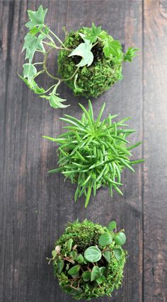 three small green plants are placed on a wooden surface