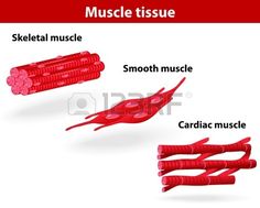 muscle tissue and skeletal muscles labeled in red on white background, with description text below