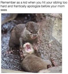 an image of two otters playing in the water and one is holding its mouth open