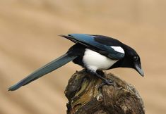 a black and white bird sitting on top of a tree stump