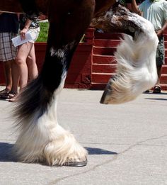 a dog with long hair standing next to a horse