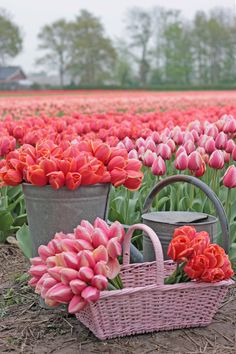 pink tulips in a field with a basket and watering can on the ground