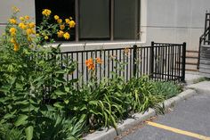 some yellow flowers are growing in front of a black iron fence and windows on the side of a building