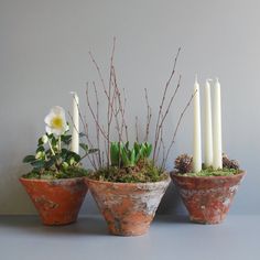 three potted plants with white candles in them