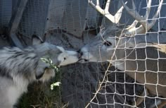 two animals that are next to each other near a fence and some grass in front of them