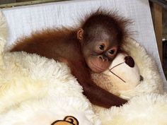 a baby oranguel is cuddled up to a stuffed animal on a blanket