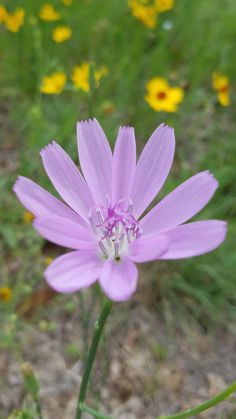 a purple flower with yellow flowers in the background