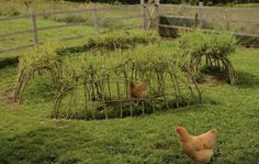 two chickens standing in the grass near a fence